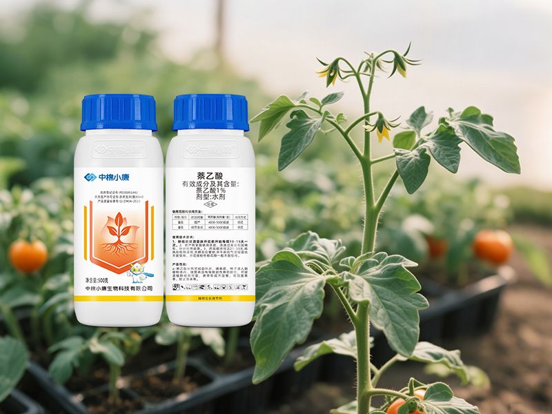 番茄调节生长/增产