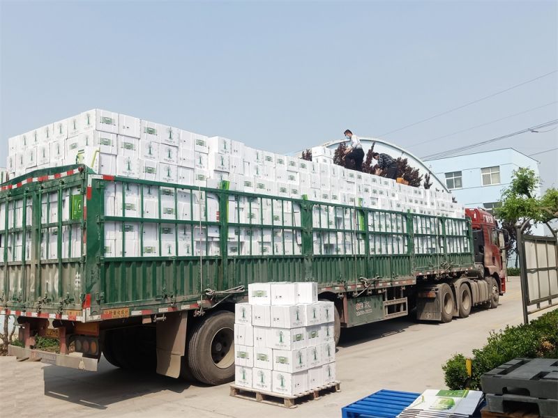 甲哌鎓水剂外贸出口